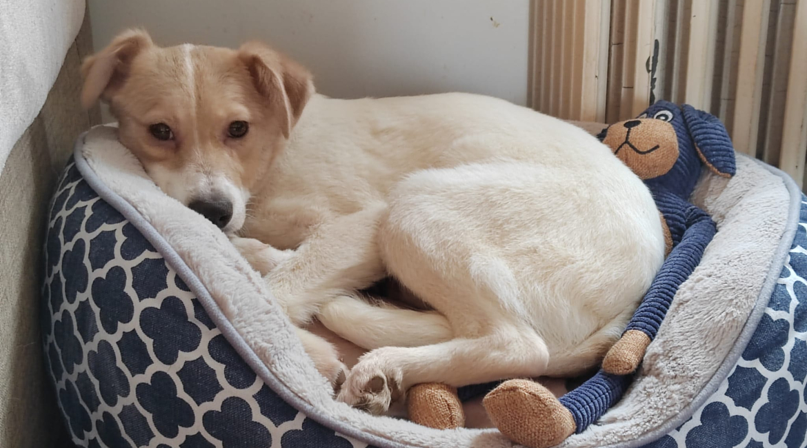 Chiens à adopter